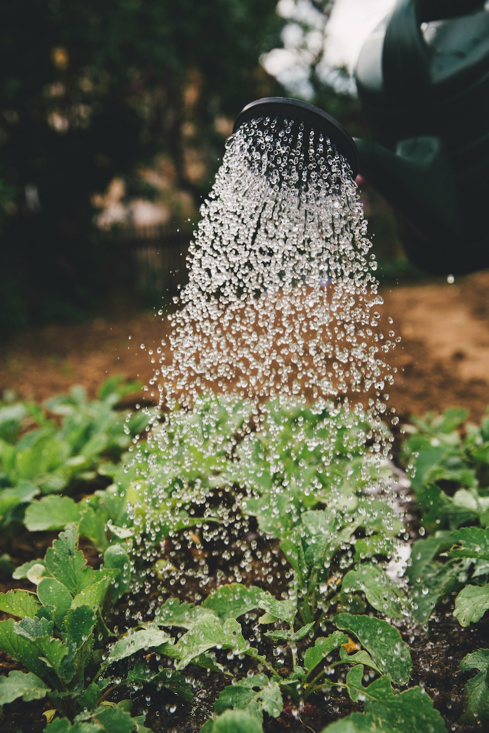 New to gardening? Here's a list of the best gardening tools for beginners that everyone should have when planting in their backyard or patio!